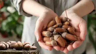 Czy żołędzie są jadalne?