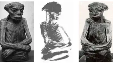 Szczątki tajemniczej istoty