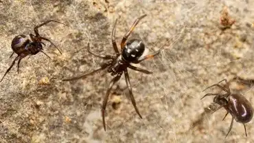 Groźne pająki w Polsce? Ukąszenie może być bolesne!