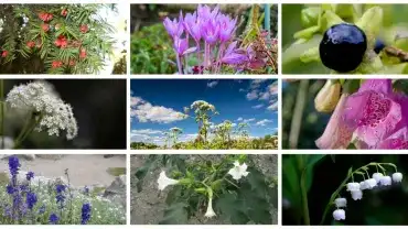 Najbardziej trujące rośliny w Polsce