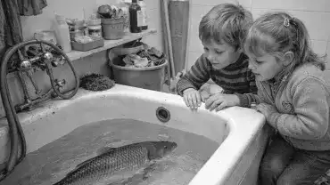 Żywy karp na święta