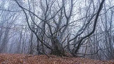 Zdeformowane drzewa w lesie Hoia Baciu