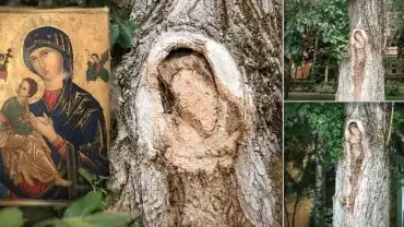 Tajemniczy znak na drzewie w Lublinie, przy ul. Jana Pawła II