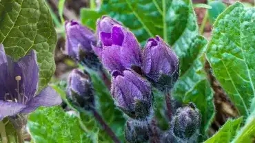 Mandragora