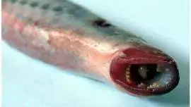 Trujące ryby z Bałtyku - Tych gatunków lepiej nie jadać