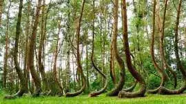 Dziwnie rosnące drzewa w lesie Hoia Baciu