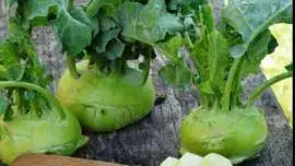 Kalarepa jest bardzo zdrowym warzywem