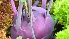 Kalarepa jest warzywem kapustnym