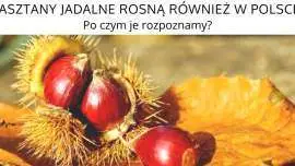 Kasztany jadalne rosną również w Polsce!