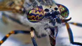 Mucha końska Jusznica Deszczowa - Twarz samicy