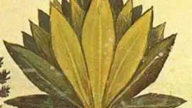 Mandragora - Roślina powiązana z czarami