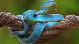 Niebieski wąż