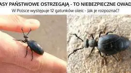 Oleica - Można ją spotkać w Polsce i jest niebezpieczna!