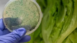 Groźne patogeny w sałacie (1)