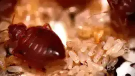 Pluskwy znoszą jaja, z których wykluwają się larwy
