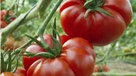 Czy warto jadać pomidory? (2)