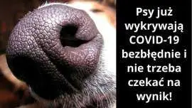 Psy wykrywają koronawirusa u ludzi