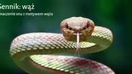 Sennik wąż - Co oznacza sen o wężu?
