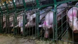 Świnie w klatkach