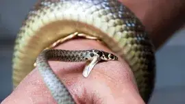 Wąż gryzie człowieka w rękę