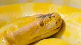 Zółty wąż