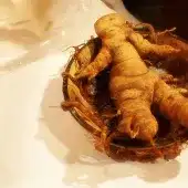 Mandragora