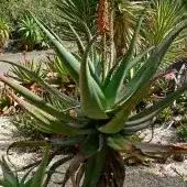 Aloes zdrowotny