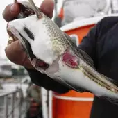 Ryby z Bałtyku mogą być toksyczne
