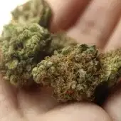 CBD - Jak wpływa na zdrowie?