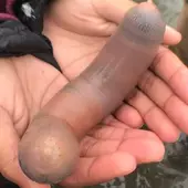 Urechis caupo - Dziwne morskie stworzenie wyglądem przypominające penisa
