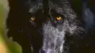 Piękny czarny wilk - Zbliżenie oczu